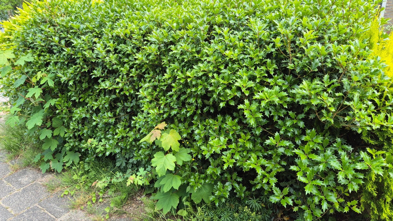 Diverse haagplanten en struiken, Tuin en Terras, Planten | Tuinplanten, Ophalen, Overige soorten, Volle zon