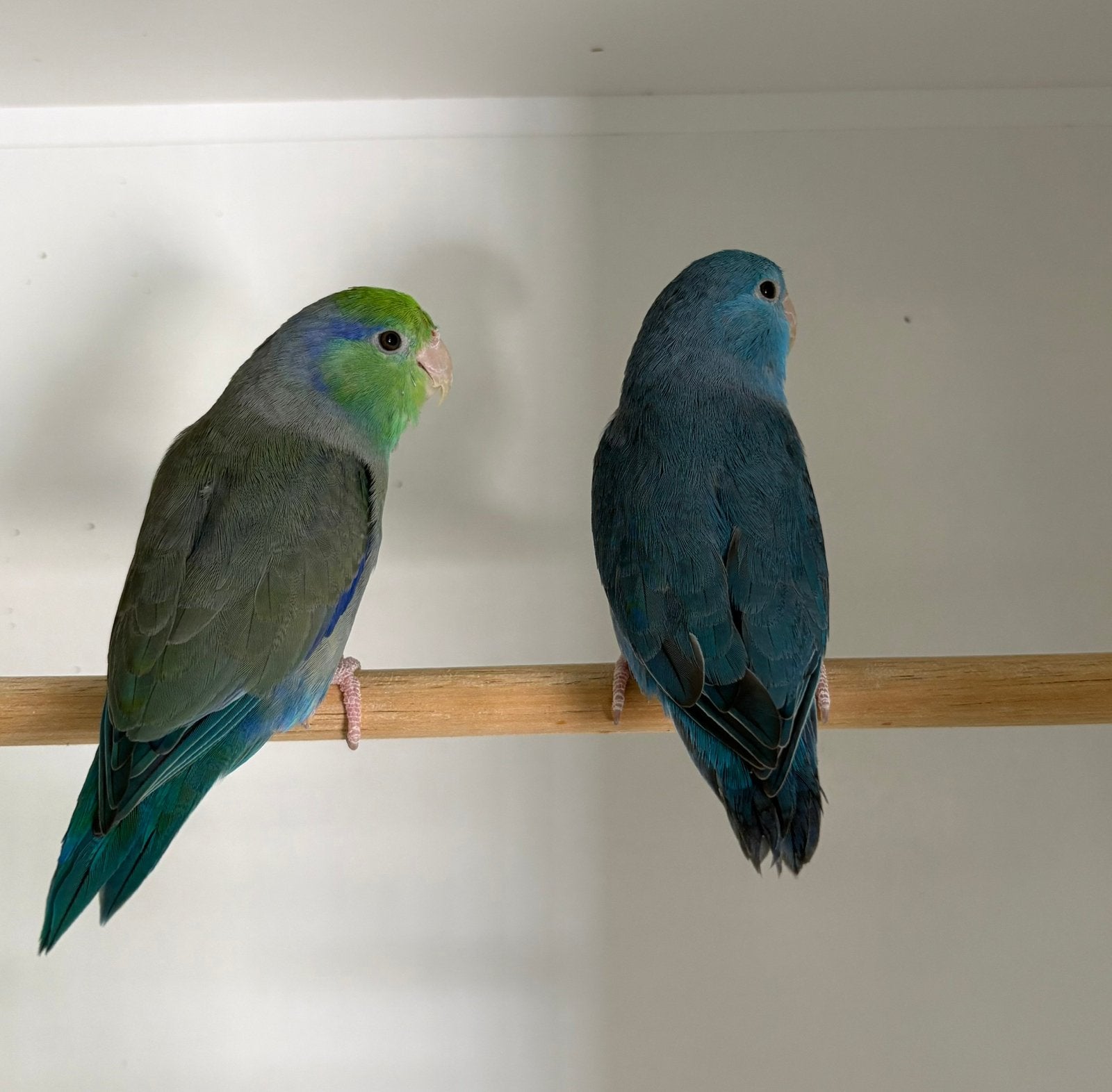 Te koop koppel forpus coelestis, Meerdere dieren, Parkiet, Geringd