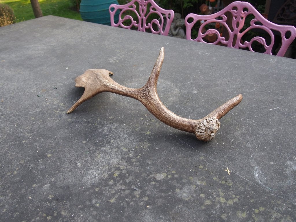 Decoratief gewei van Polystone - 50 cm breed, Ophalen of Verzenden, Gebruikt, Hert, Gewei of Kop