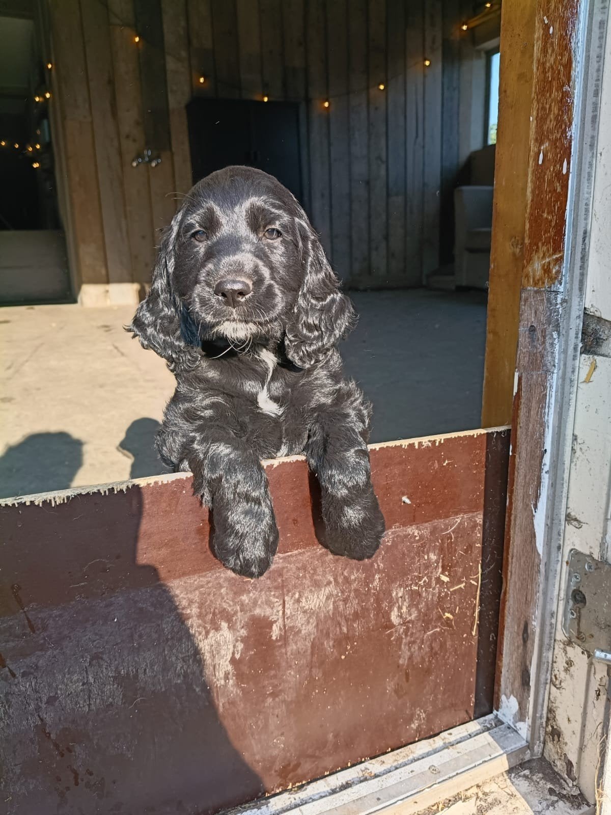 Lieve Cockapoo pups te koop, Dieren en Toebehoren, Honden | Retrievers, Spaniëls en Waterhonden, Overige rassen, 8 tot 15 weken