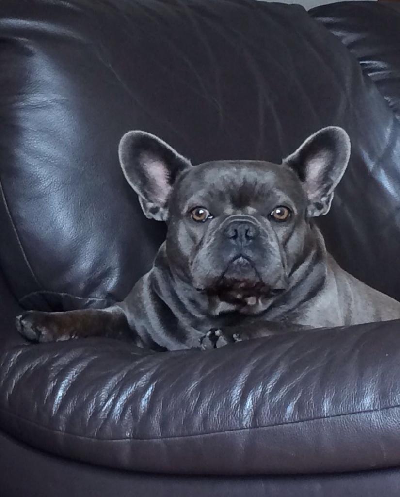 Uitmuntende Franse Bulldog Pups, Dieren en Toebehoren, Honden | Bulldogs, Pinschers en Molossers, Reu, 8 tot 15 weken, Parvo, Bulldog