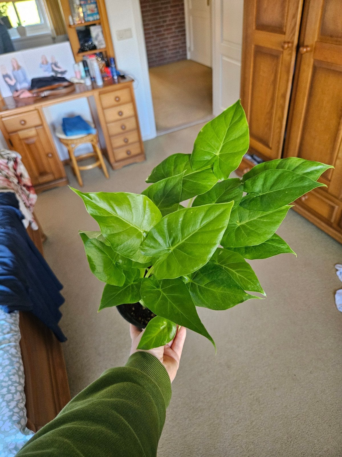Mooie alocasia planten, ongeveer 8 knolletjes, Overige soorten, In pot, Minder dan 100 cm, Groene kamerplant
