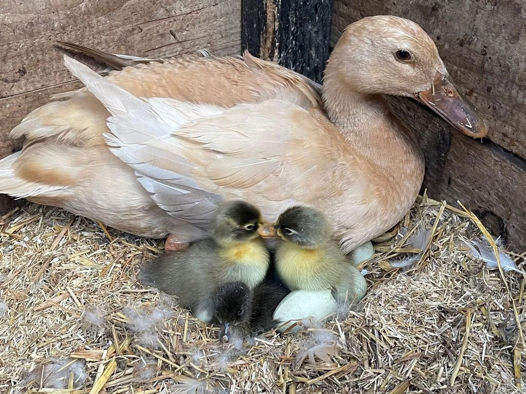 Indische loopeenden, Dieren en Toebehoren, Pluimvee, Eend, Geslacht onbekend