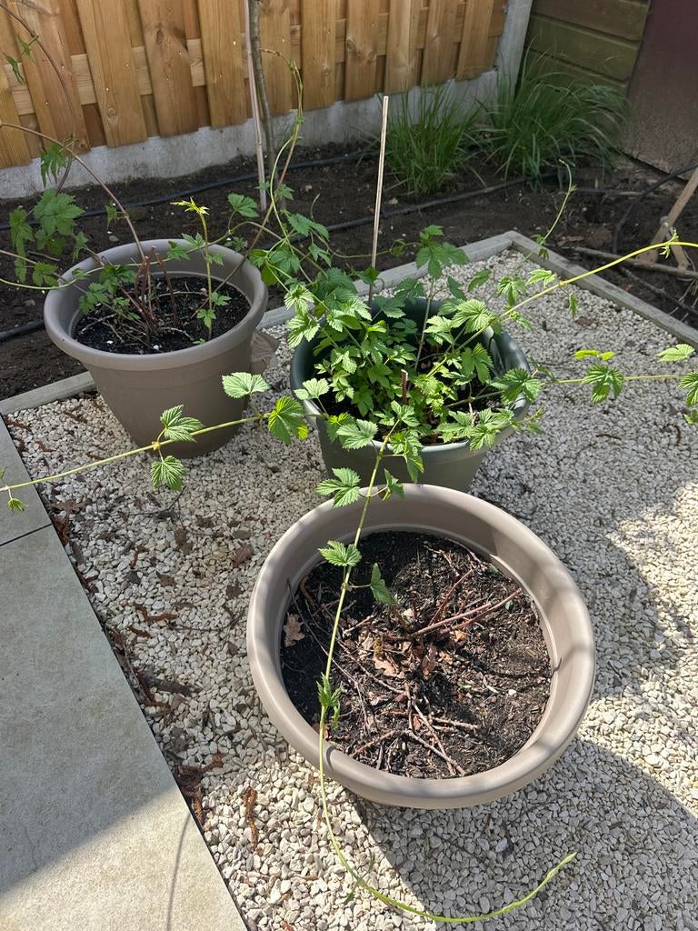 Gratis 2 hopplanten (ook voor bier), Tuin en Terras, Planten | Tuinplanten, Ophalen, Volle zon, Vaste plant, Klimplanten