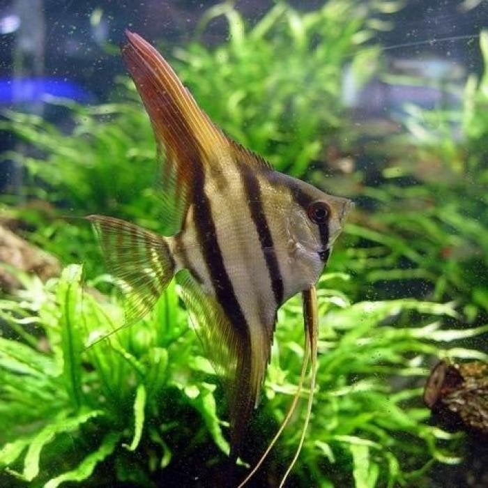 pterophyllum scalare, Dieren en Toebehoren, Vis