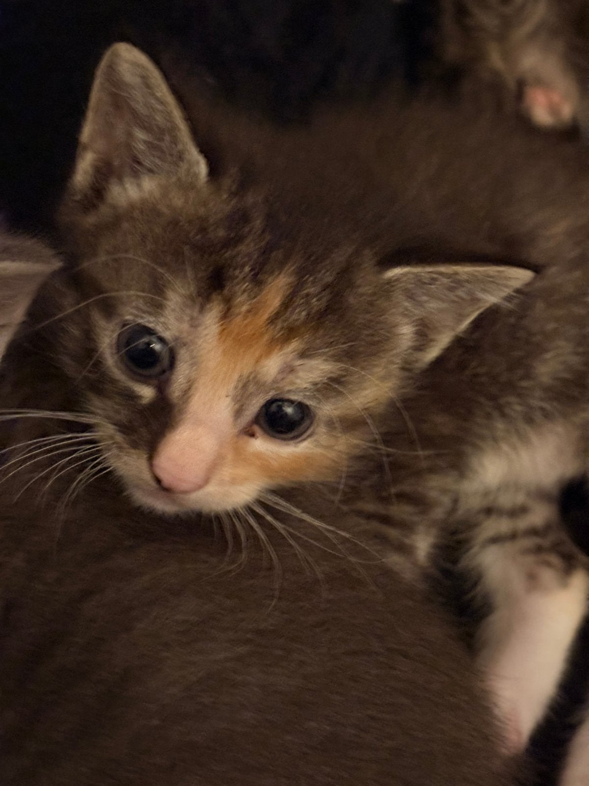 Boerderij kittens te koop, Dieren en Toebehoren, Katten en Kittens | Raskatten | Langhaar, Meerdere dieren