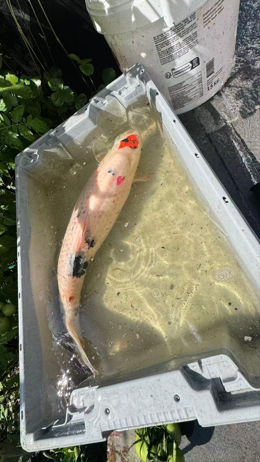 Japans koi, Karper of Koi