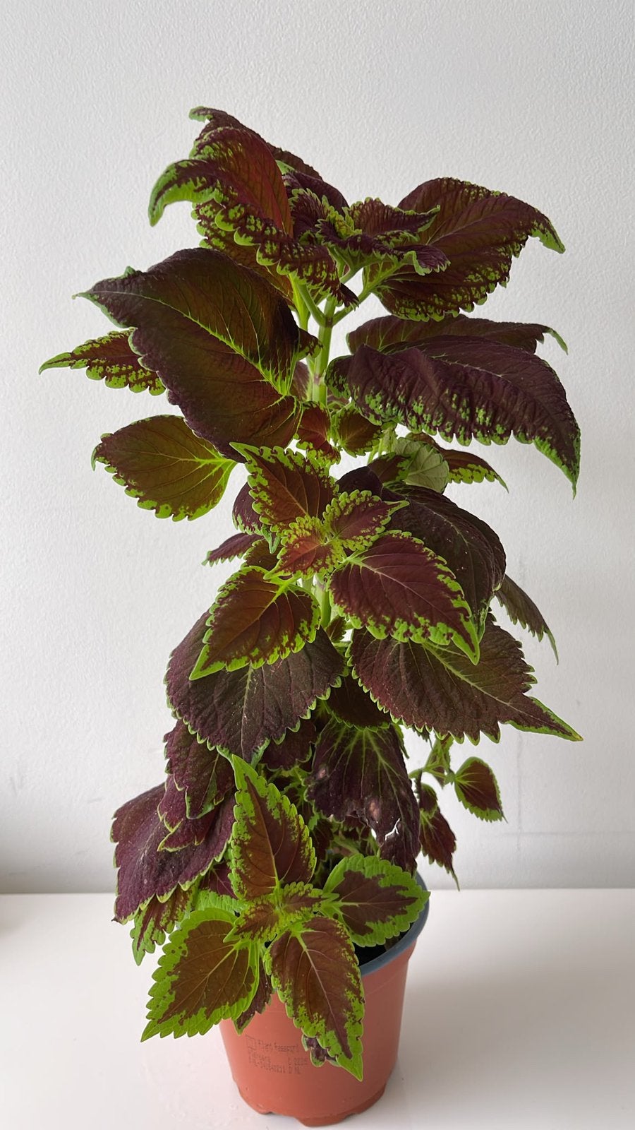 Coleus plant, Ophalen of Verzenden, Halfschaduw, Minder dan 100 cm