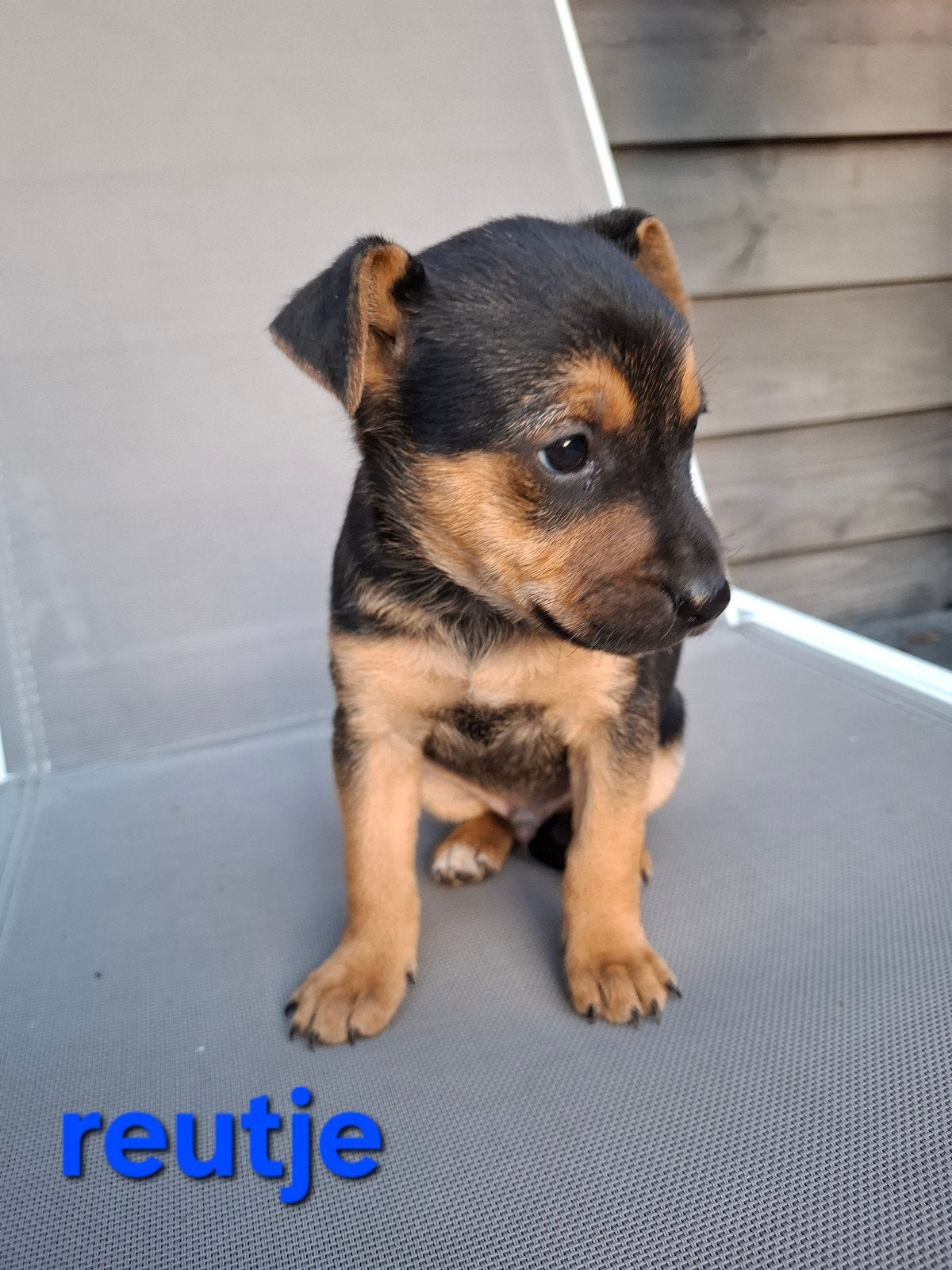boerenfox puppy's, nog 2 reutjes en 1 teefje beschikbaar., Dieren en Toebehoren, Jack Russell Terriër, 8 tot 15 weken, CDV (hondenziekte)