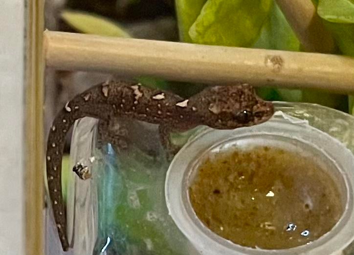 Bavayia exsucidda, New Caledonia gekko, Hagedis, 0 tot 2 jaar