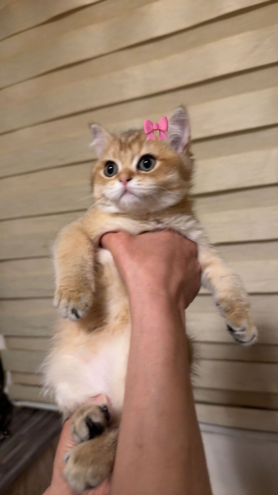 Britse korthaar kitten (golden shell), Dieren en Toebehoren, Katten en Kittens | Raskatten | Korthaar, Poes, Ontwormd