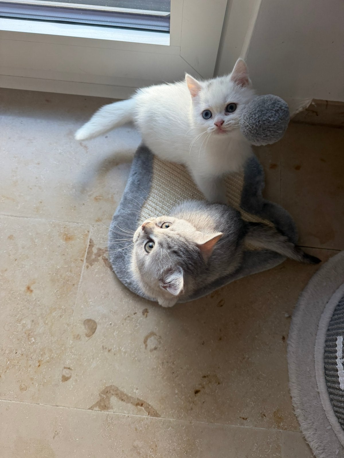 Prachtige Britse Korthaar kitten, Dieren en Toebehoren, Meerdere dieren