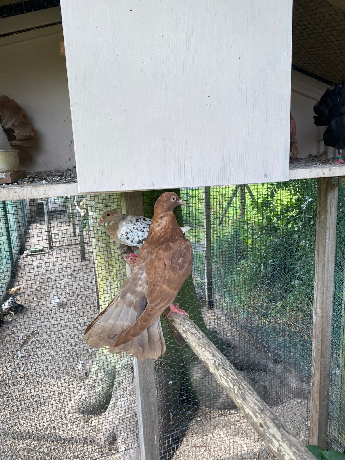 Pauwstaarten, Meerdere dieren, Overige soorten