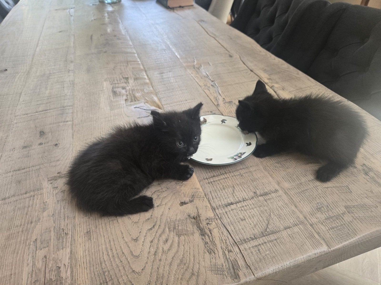 Te koop twee lieve kittens