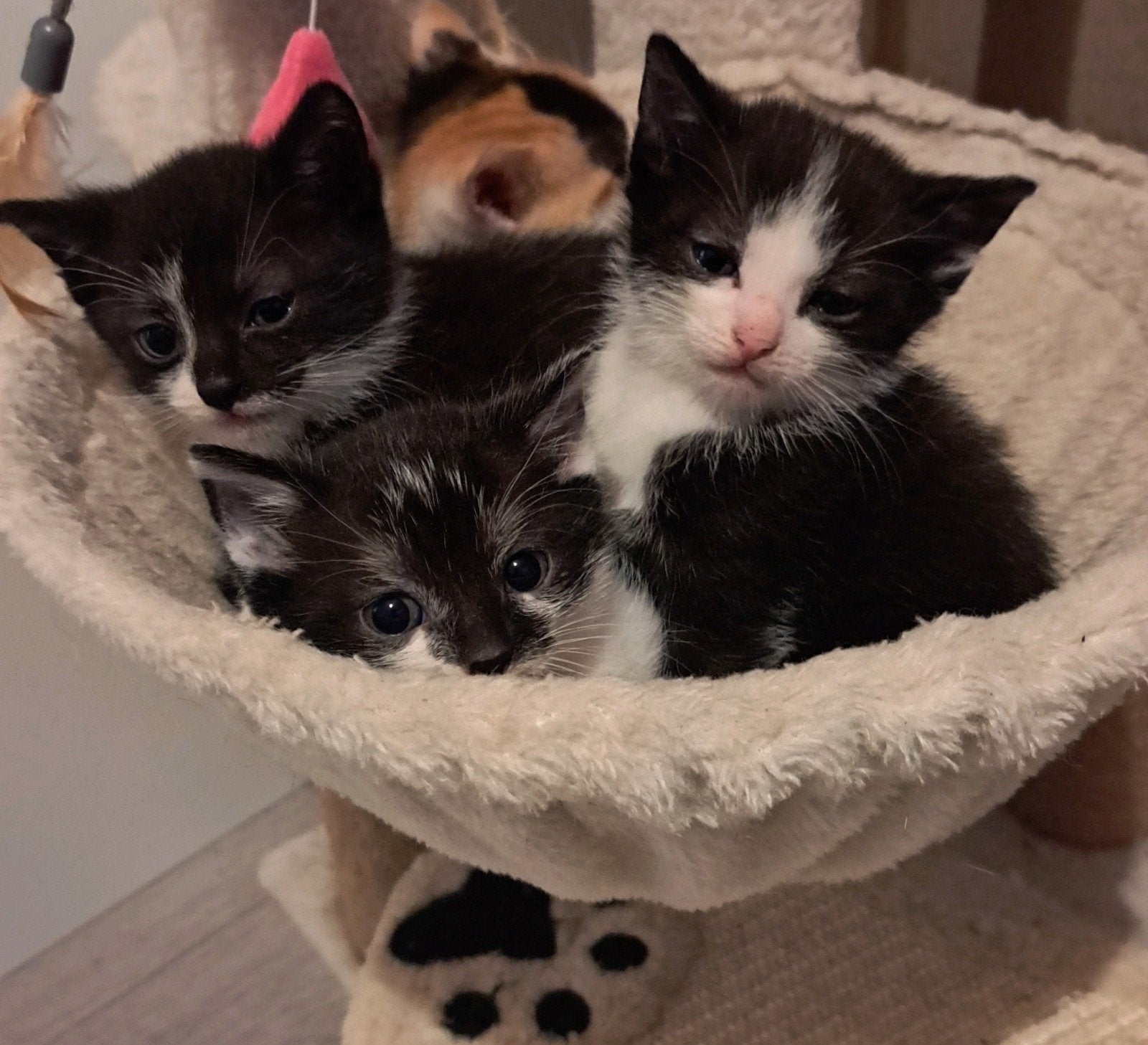 super lieve kittens