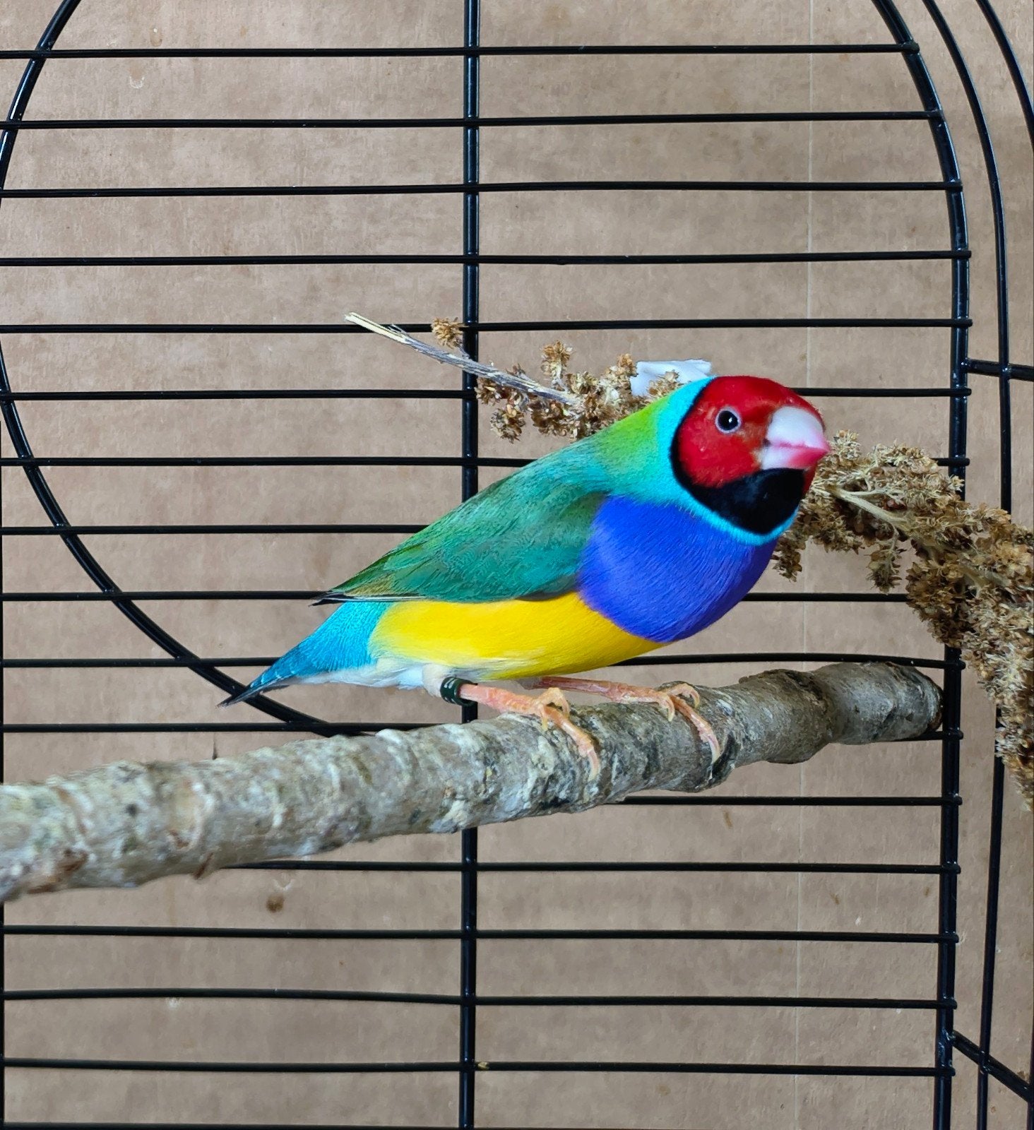 Gouldamadine man, Dieren en Toebehoren, Mannelijk, Tropenvogel, Geringd