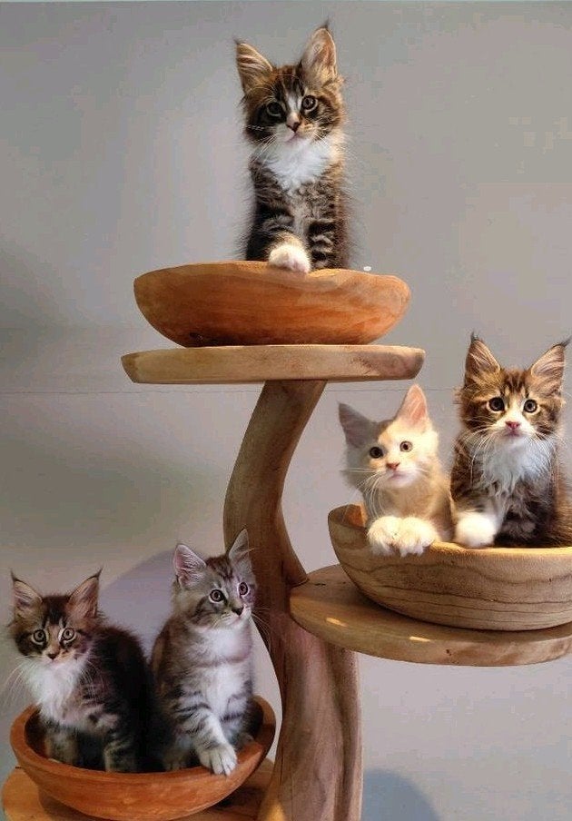 Maine Coon kittens - nog 2 katertjes beschikbaar, Kater, Gechipt, 0 tot 2 jaar