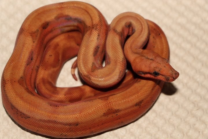 Jonge Boa Constrictor’s, Dieren en Toebehoren, Slang, 0 tot 2 jaar