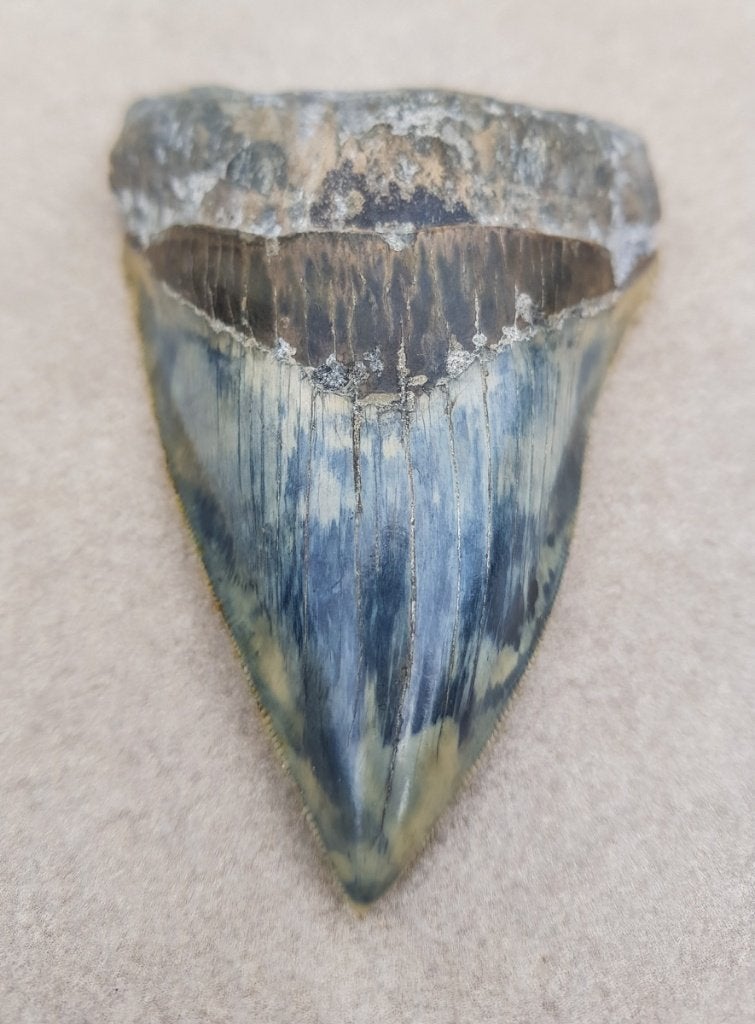 megalodon, Ophalen of Verzenden, Fossiel