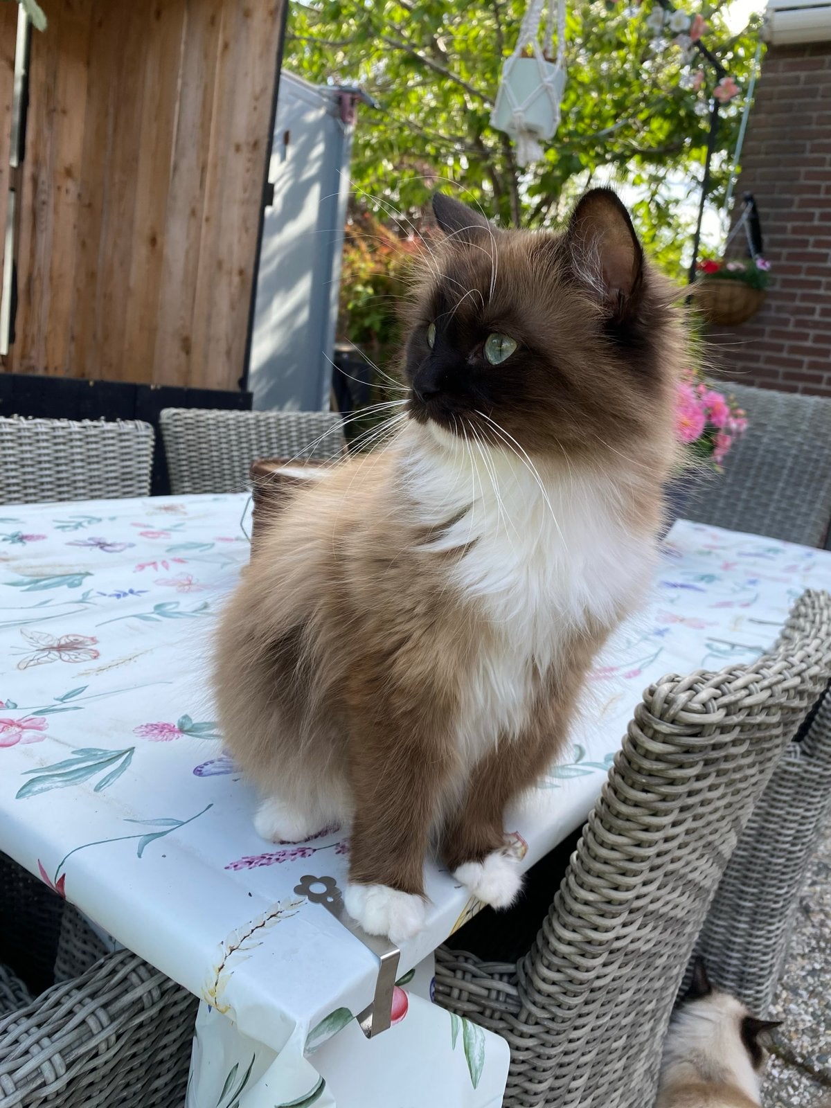 Herplaatsing lieve Seal Mitted Ragdoll, Dieren en Toebehoren, Poes, Gechipt, 0 tot 2 jaar