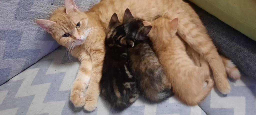 Maincoon mix kittens zoeken een goed huisje, Dieren en Toebehoren, Katten en Kittens | Raskatten | Langhaar, Meerdere dieren