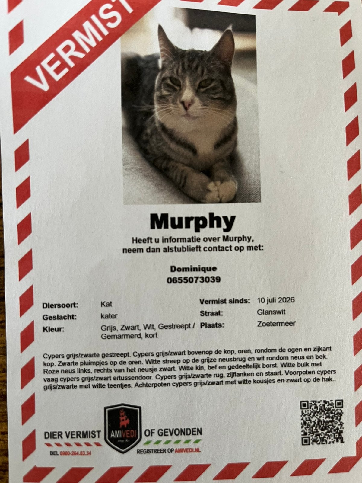 Kater vermist, Kat