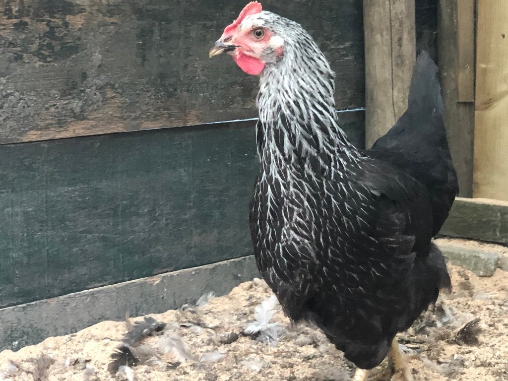 Sussex rustige robuuste kippen zwartcolombia kleurslag, Dieren en Toebehoren, Pluimvee, Vrouwelijk, Kip