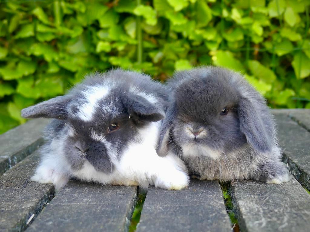 Mooi en tam koppeltje Nederlandse hangoordwerg konijntjes!, Dieren en Toebehoren, Konijnen, Meerdere dieren, Dwerg, Hangoor, 0 tot 2 jaar