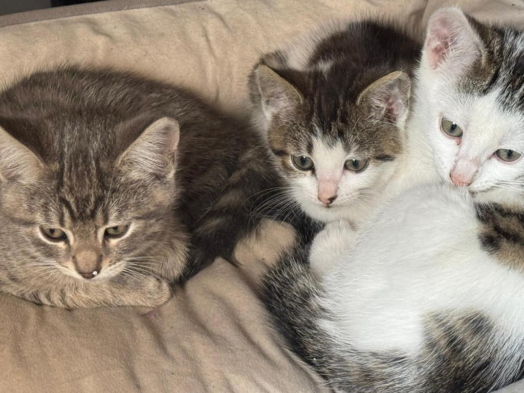 3 lieve kittens zoeken een huisje, Dieren en Toebehoren, Katten en Kittens | Overige Katten, Meerdere dieren
