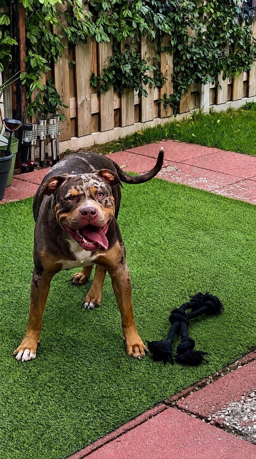 Zeldzaam SplitFace American Bully TriColor Choco Tweed Merle, Reu, 1 tot 2 jaar, Eén hond, CDV (hondenziekte)