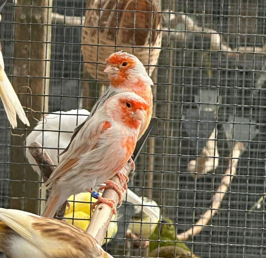 Rood agaat isabel mozaïek kanaries, Dieren en Toebehoren, Vogels | Kanaries, Meerdere dieren, Kleurkanarie