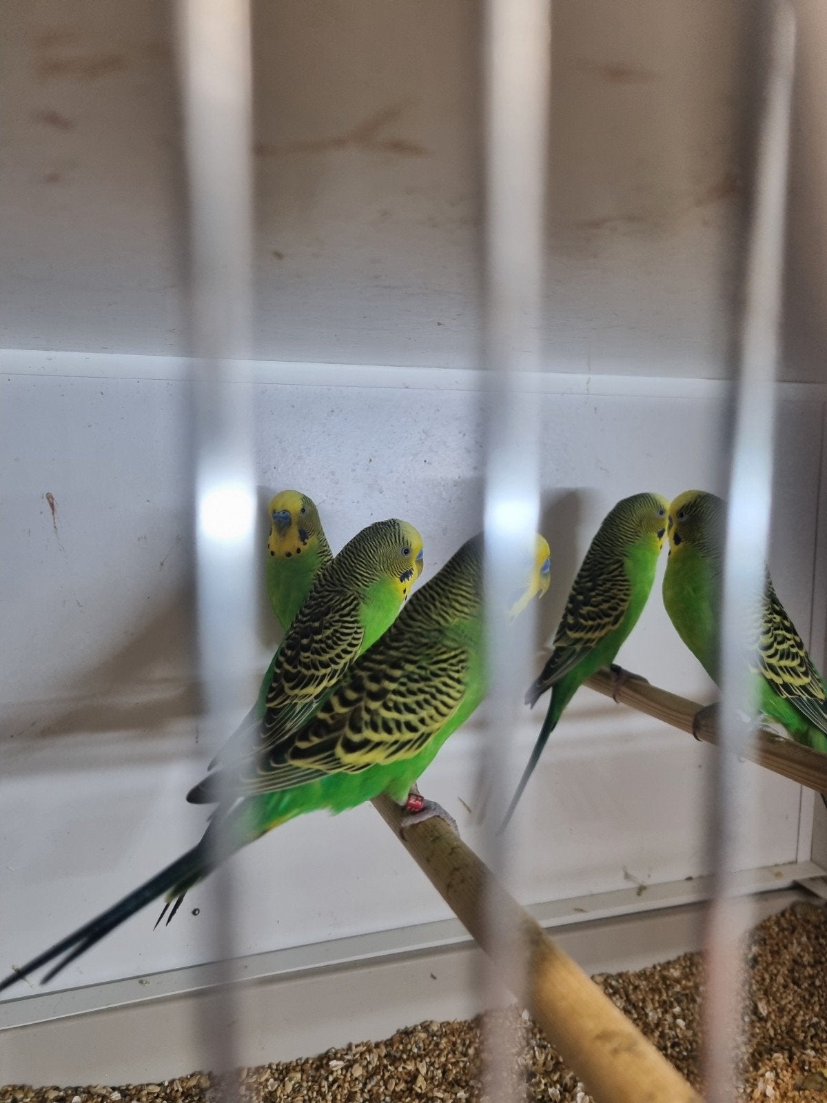 kleine grasparkieten, Meerdere dieren, Parkiet