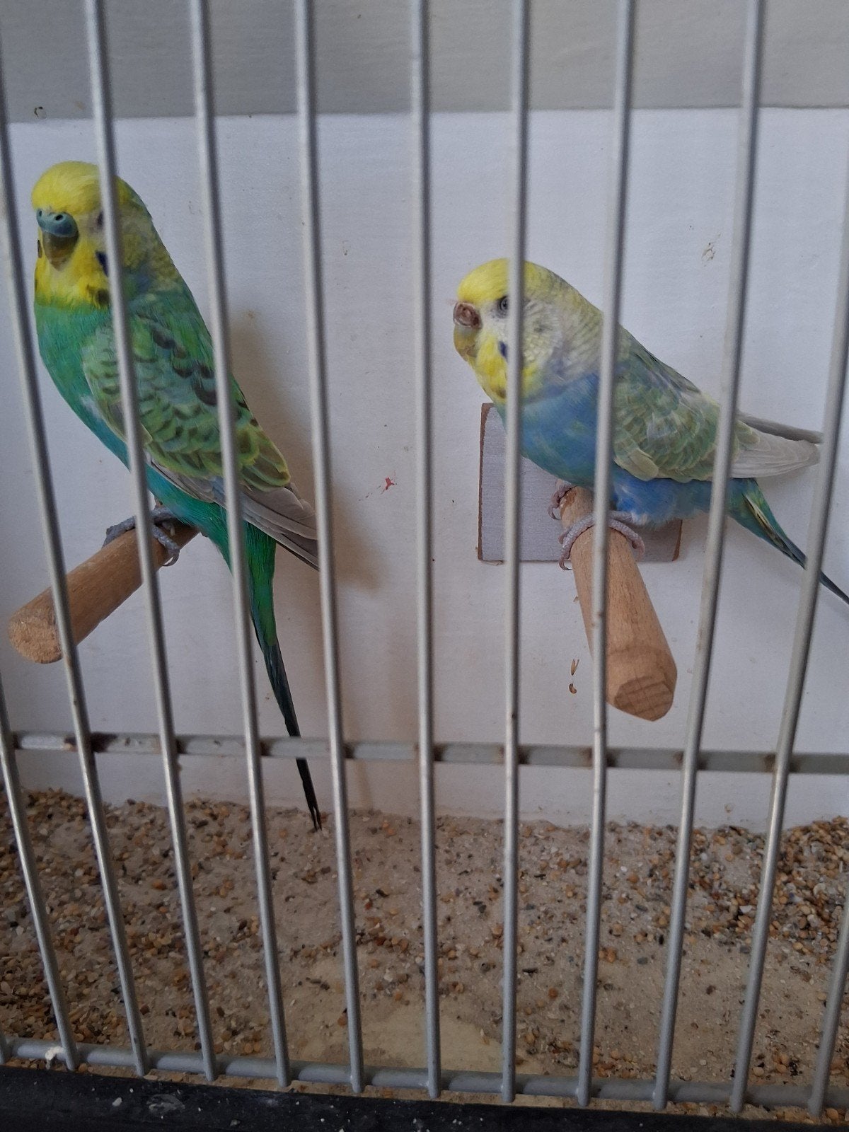 regenboog grasparkieten, Meerdere dieren, Parkiet, Geringd