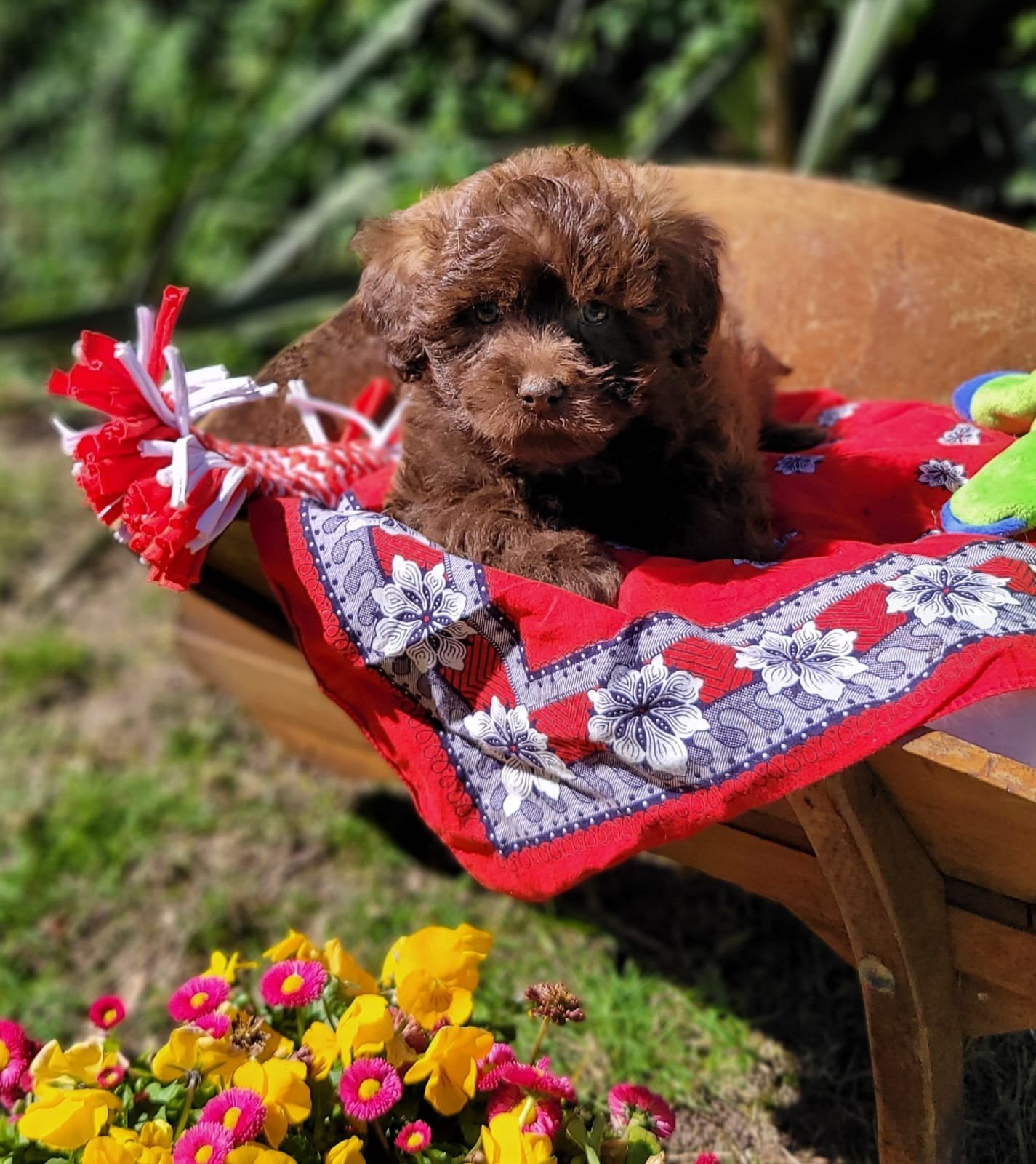 Leuke boomer pups te koop!, Parvo, 8 tot 15 weken, Meerdere, Meerdere dieren