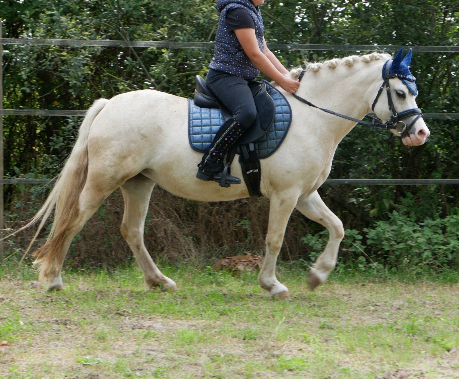 Lieve Welsh merrie (ook menpony), Dieren en Toebehoren, Pony's, Merrie, Met stamboom, Zadelmak, 3 tot 6 jaar