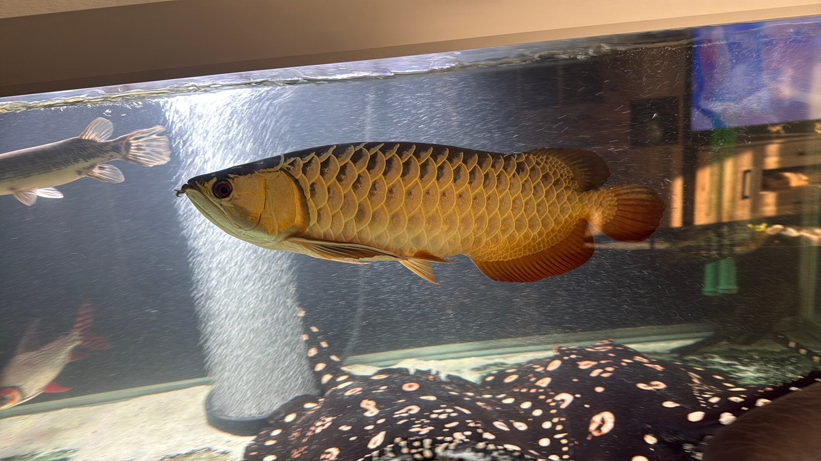 Aziatische arowana, Dieren en Toebehoren, Vissen | Aquariumvissen, Vis