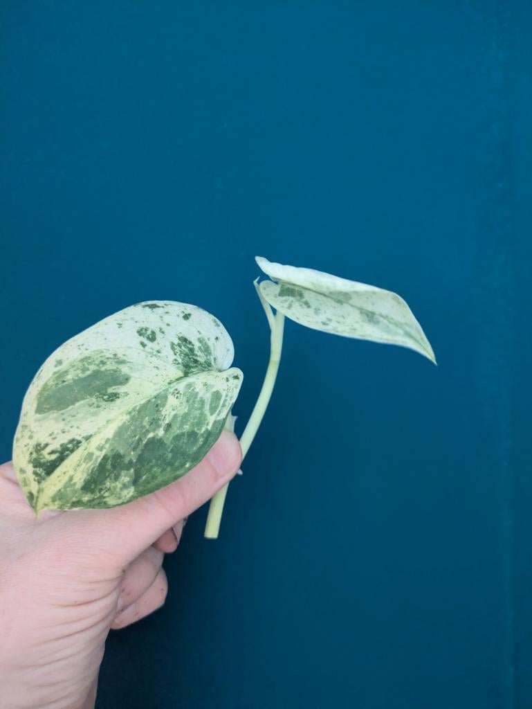 Scinadpsus Jade Satin Marble variegata stek, Ophalen of Verzenden, Halfschaduw, Minder dan 100 cm