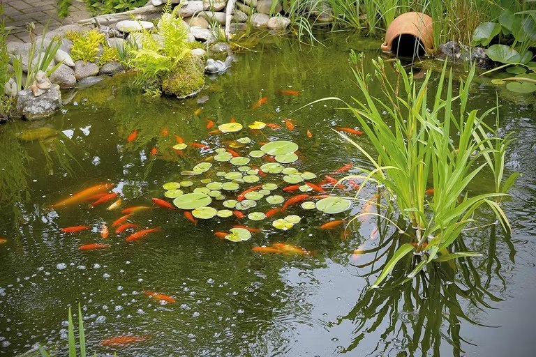 Gezocht: vijvervisjes die een nieuwe leefomgeving zoeken., Tuin en Terras, Ophalen of Verzenden