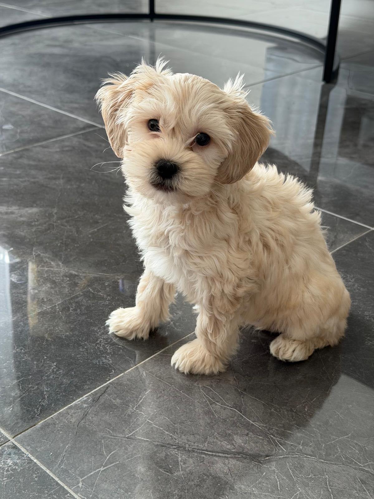 Maltipoo-teefje van slechts 2 maanden oud!, CDV (hondenziekte), Overige rassen, 8 tot 15 weken, Teef