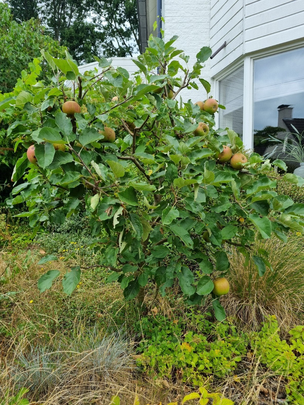Appelboom "Rode Boskoop", Overige soorten, Lente, 100 tot 250 cm, Ophalen