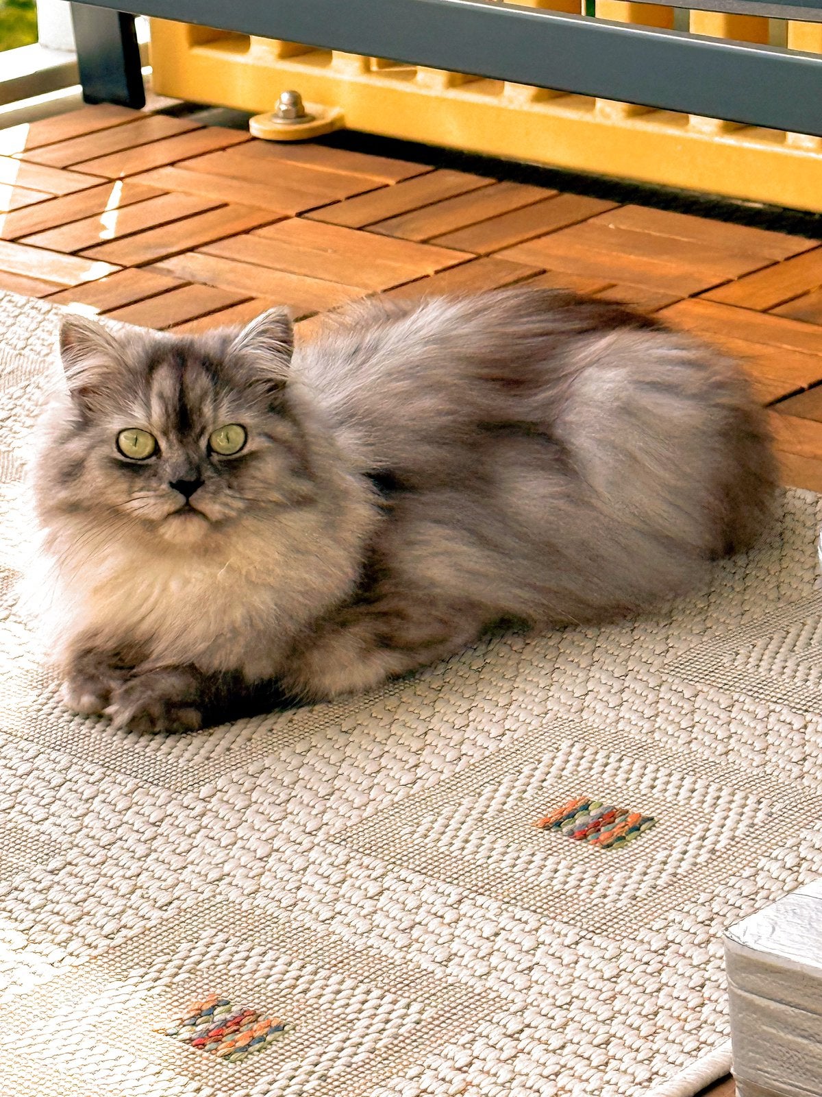 Prachtige Chinchilla Langhaar Silver poes te koop, Poes, Gechipt, 0 tot 2 jaar