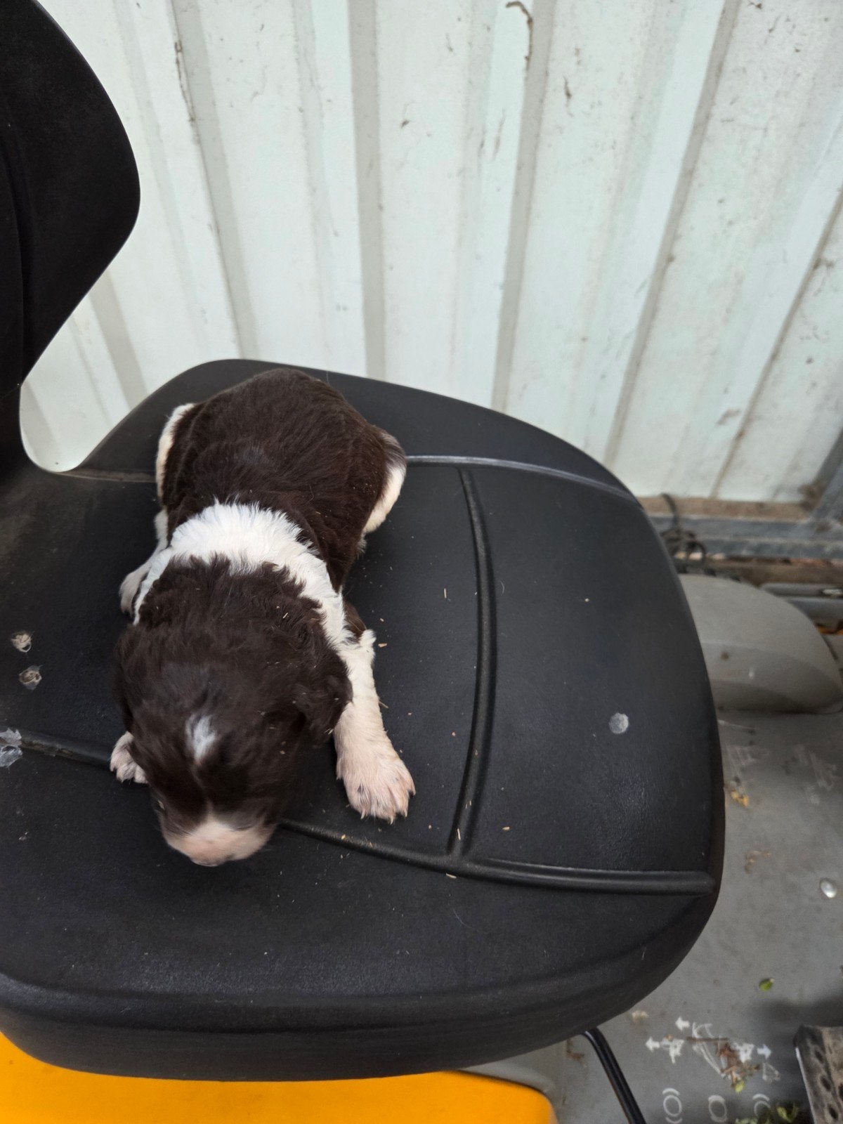Friese stabij/heidewachtel pups te koop, Dieren en Toebehoren, Parvo, 8 tot 15 weken, Meerdere, Nederland