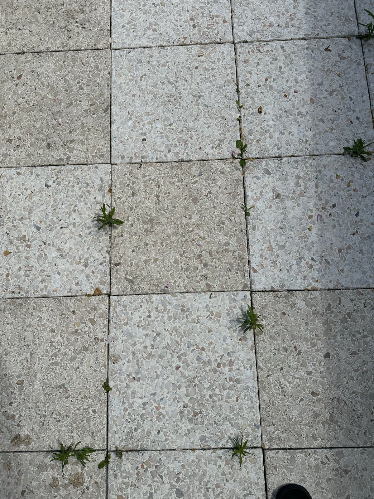 Gratis mozaïek tuintegels, 30 m², zien er goed uit, Tuin en Terras, Ophalen, Overige materialen, Gebruikt, 10 m² of meer