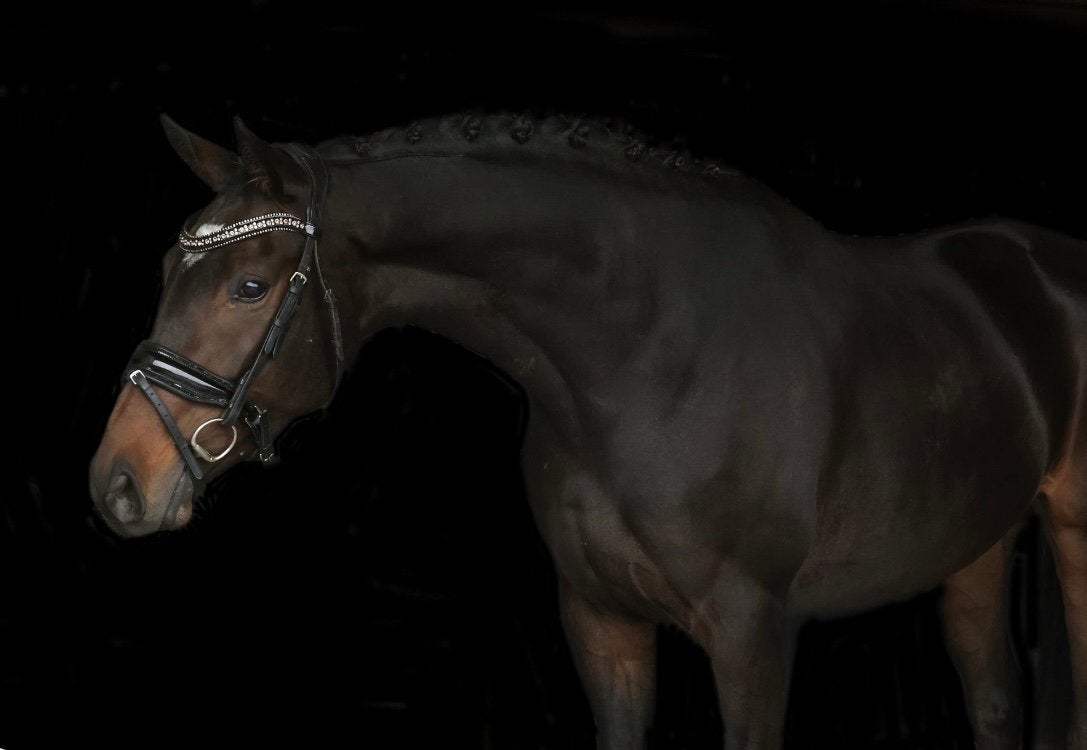 Fijne merrie te koop, Merrie, Dressuurpaard