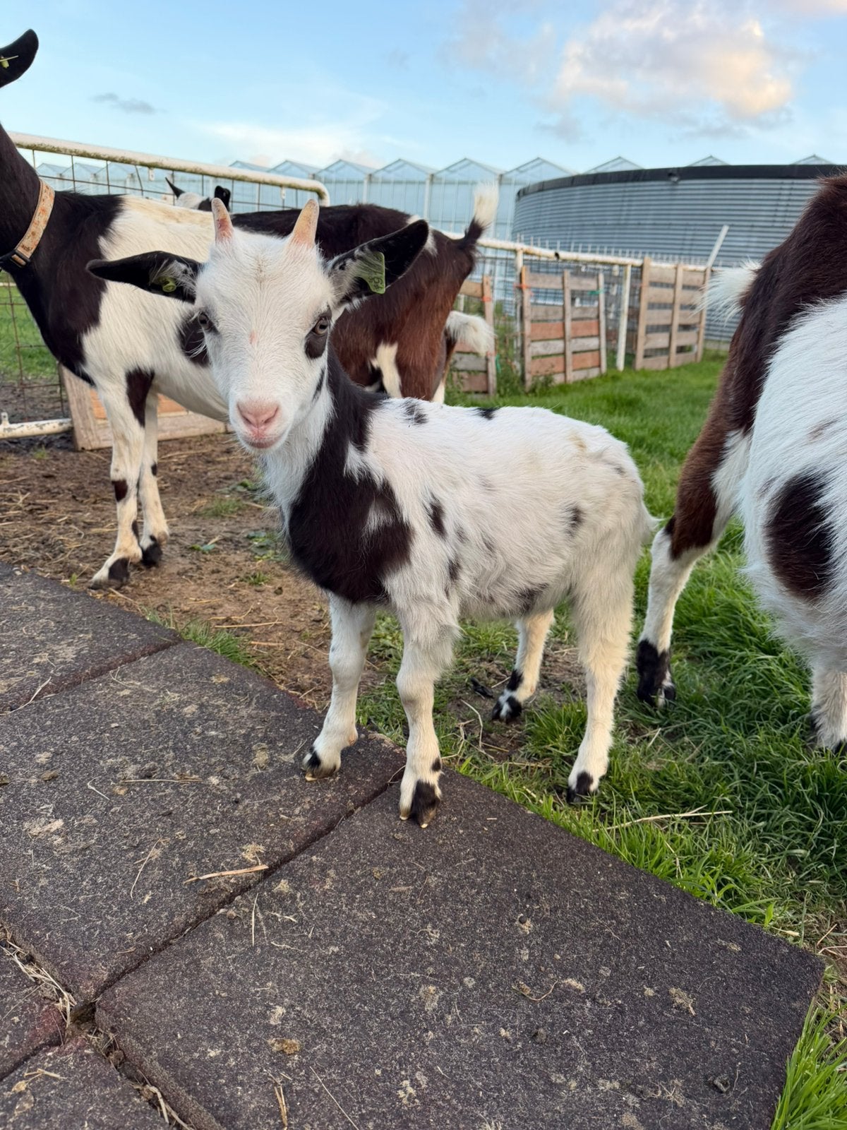 1 bonte melkgeit lam, Vrouwelijk, Geit, 0 tot 2 jaar