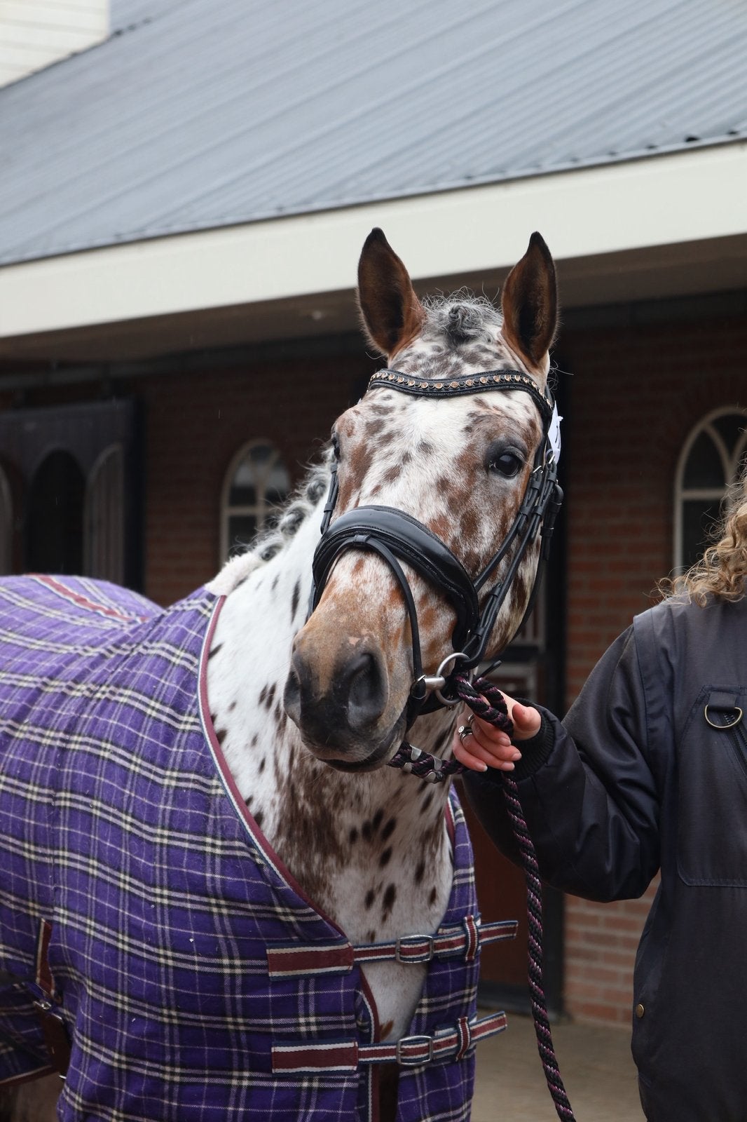 Prachtige Appaloosa hengst Peru’s Sarowski x United, Dieren en Toebehoren, Hengst, Dressuurpaard, Met stamboom, 3 tot 6 jaar