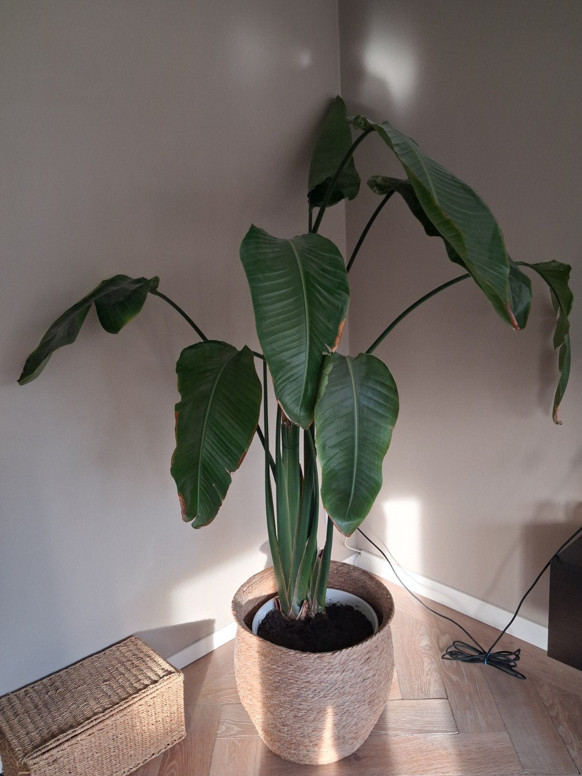 Grote Strelitzia Nicolai kamerplant, Ophalen, Overige soorten, 150 tot 200 cm, Volle zon