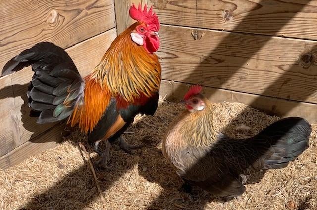 Broedeieren Hollandse kriel, Meerdere dieren