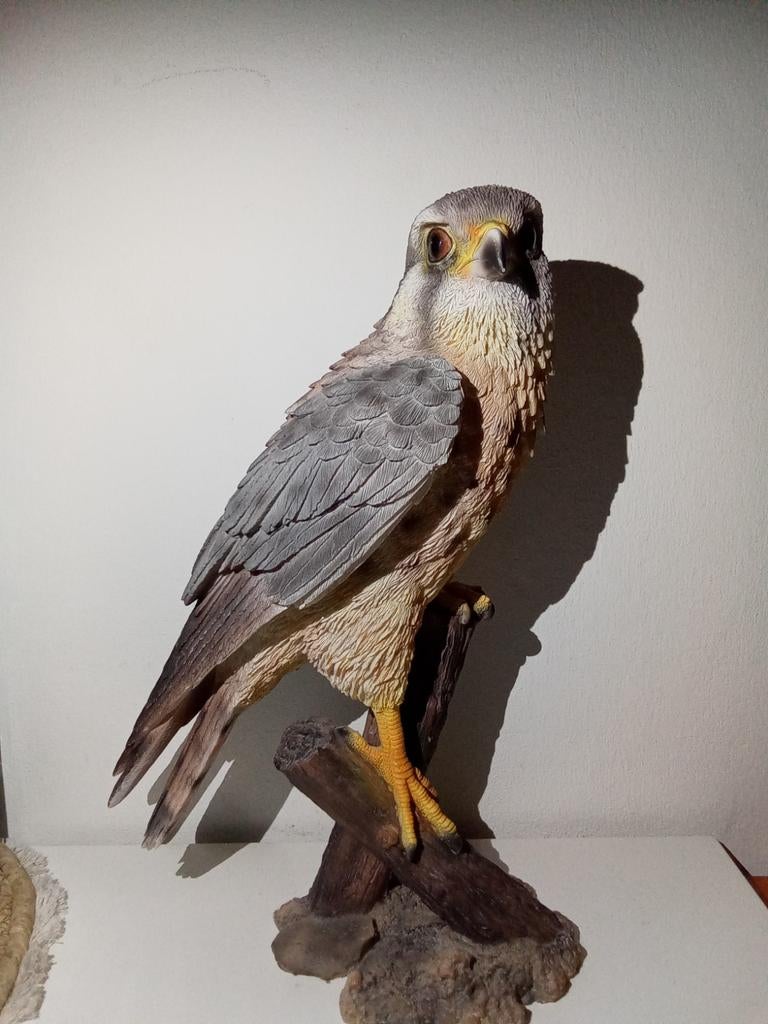 Torenvalk, Ophalen of Verzenden, Zo goed als nieuw, Dier