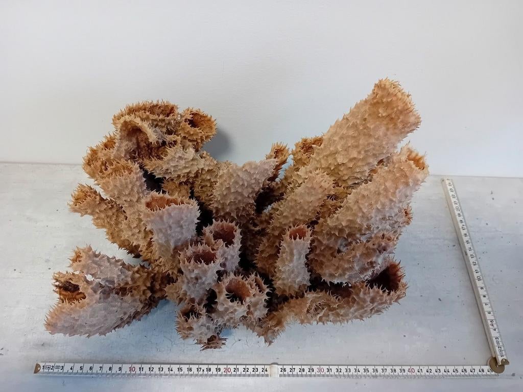 Zeldzame tubespons met stekels, Ophalen of Verzenden